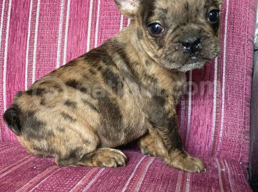 French Bull Dog Yavruları Mama Ve Malzeme Kanpanli görsel
