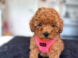TOOY POODLE YAVRUMUZ 0 TEACUP 