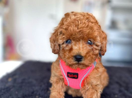 Tooy Poodle Yavrumuz 0 Teacup 