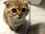Aslan Renginde Scottish Fold Golden Dişi