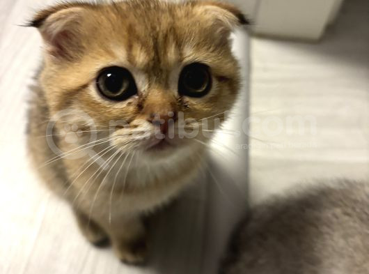 Aslan Renginde Scottish Fold Golden Dişi görsel