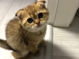 Aslan Renginde Scottish Fold Golden Dişi