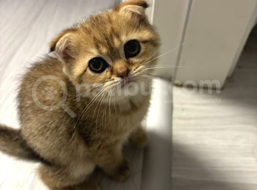 Aslan Renginde Scottish Fold Golden Dişi görsel