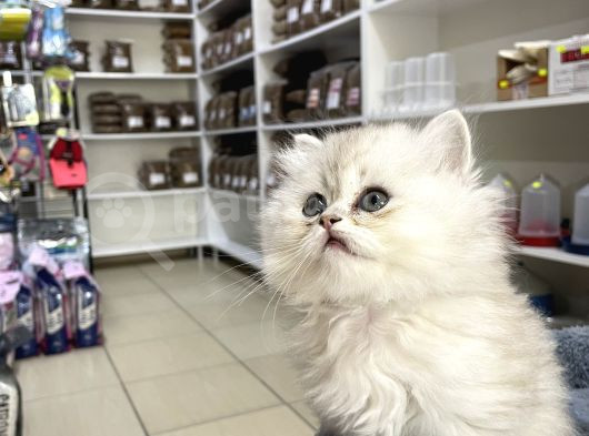 Brıtısh Longhair görsel