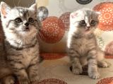 Sağlıklı Oyuncu Scottish Fold Ve British