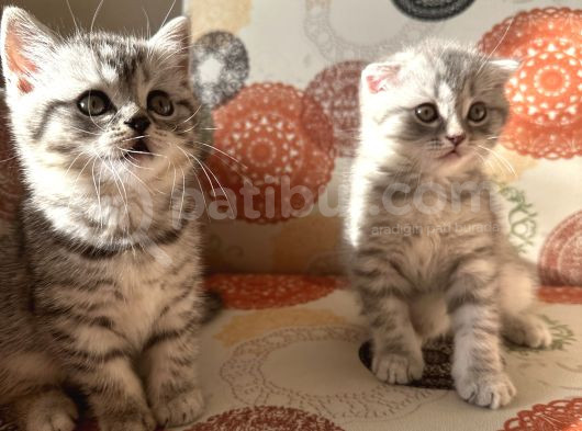 Sağlıklı Oyuncu Scottish Fold Ve British görsel