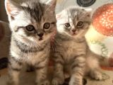 Sağlıklı Oyuncu Scottish Fold Ve British