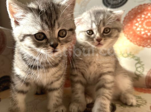 Sağlıklı Oyuncu Scottish Fold Ve British görsel