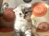 Sağlıklı Oyuncu Scottish Fold Ve British