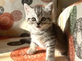 Sağlıklı Oyuncu Scottish Fold Ve British
