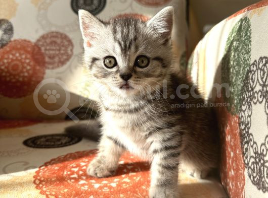 Sağlıklı Oyuncu Scottish Fold Ve British görsel