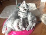 Sağlıklı oyuncu Scottish fold ve British