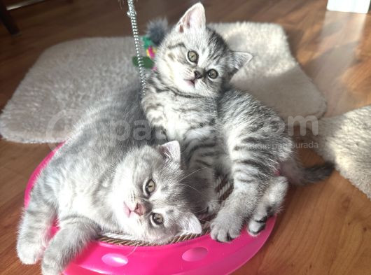 Sağlıklı Oyuncu Scottish Fold Ve British