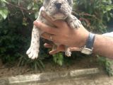 French Bull Dog Yavruları Mama Ve Malzeme Kanpanli