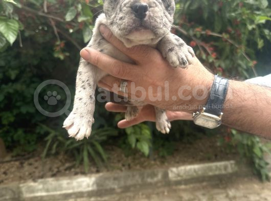 French Bull Dog Yavruları Mama Ve Malzeme Kanpanli görsel