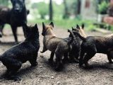 Yavru malinois