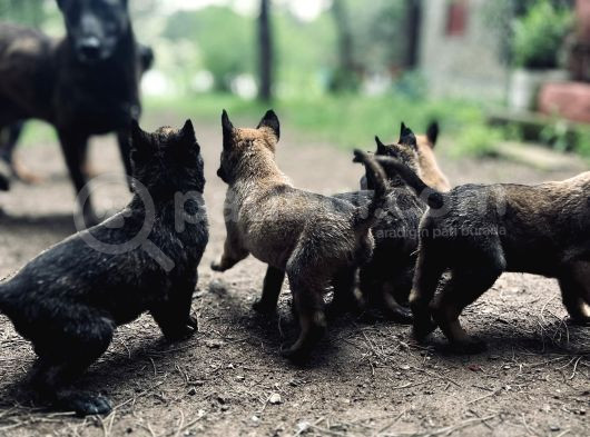 Yavru Malinois