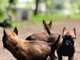 Yavru Malinois