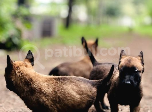 Yavru Malinois görsel