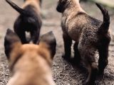 Yavru Malinois