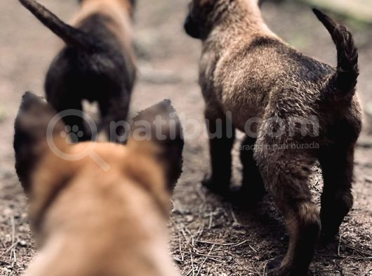 Yavru Malinois görsel