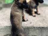 Yavru Malinois