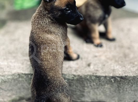 Yavru Malinois görsel