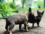 Yavru Malinois
