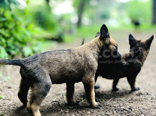 Yavru Malinois görsel