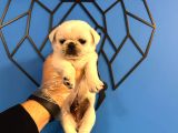 Özel Renk Kar Beyaz Pug Mops Bebekler