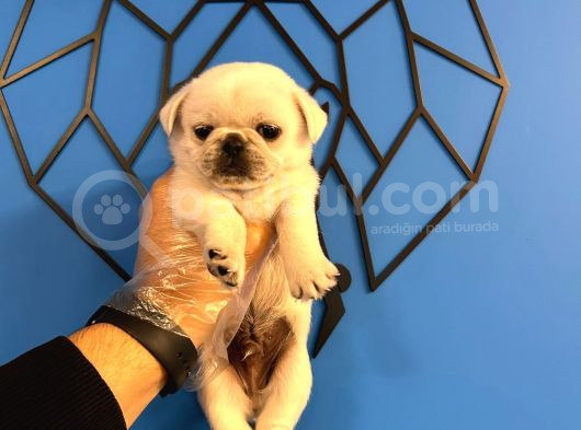 Özel Renk Kar Beyaz Pug Mops Bebekler görsel