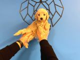 SEVİMLİ MALTİPOO BEBEKLER