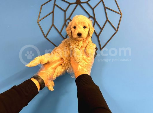 Sevi̇mli̇ Malti̇poo Bebekler