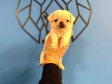 Özel Renk Kar Beyaz Pug Mops Bebekler