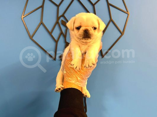 Özel Renk Kar Beyaz Pug Mops Bebekler görsel