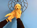 Sevi̇mli̇ Malti̇poo Bebekler