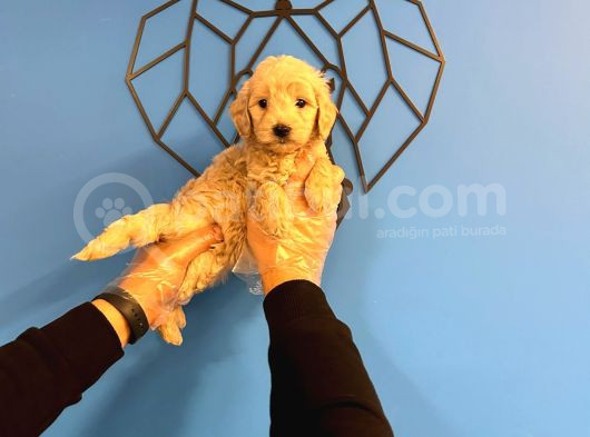 Sevi̇mli̇ Malti̇poo Bebekler görsel