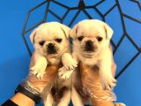 Özel Renk Kar Beyaz Pug Mops Bebekler