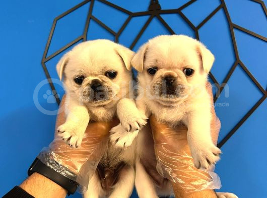 Özel Renk Kar Beyaz Pug Mops Bebekler görsel