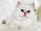 British Longhair Ve British Shorthair Show Kalite Yavrular