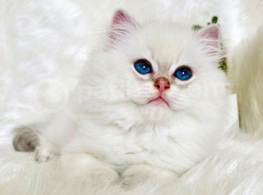 British Longhair Ve British Shorthair Show Kalite Yavrular görsel