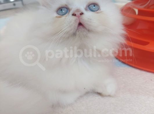 Safkan Iran Yavrusu görsel