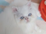 Safkan Iran Yavrusu