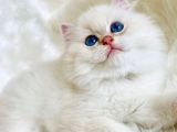 British Longhair Ve British Shorthair Show Kalite Yavrular