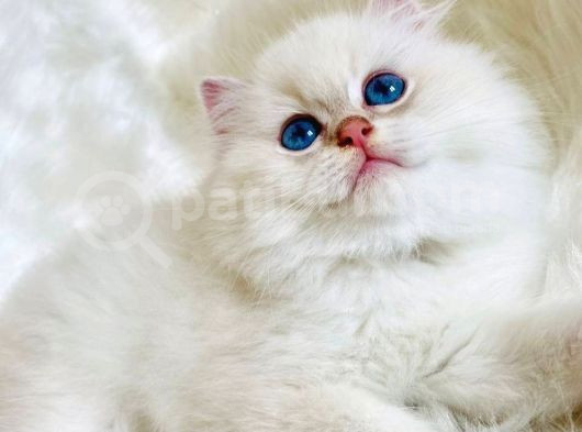 British Longhair Ve British Shorthair Show Kalite Yavrular görsel