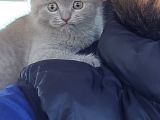 Aile Sıcaklığnda Büyüyen  Scottish Fold British Yvrlr