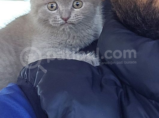 Aile Sıcaklığnda Büyüyen  Scottish Fold British Yvrlr görsel