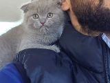 Aile Sıcaklığnda Büyüyen  Scottish Fold British Yvrlr