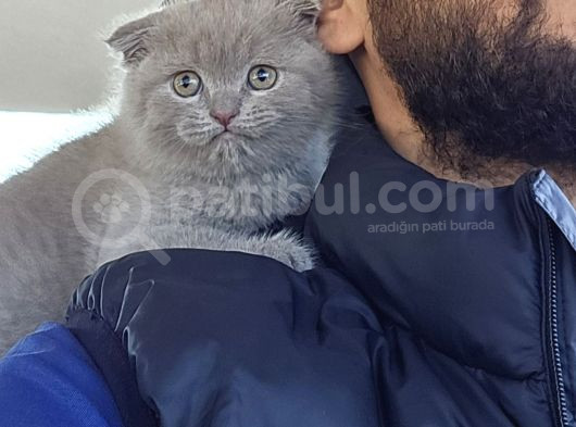 Aile Sıcaklığnda Büyüyen  Scottish Fold British Yvrlr görsel