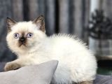 Aile Sıcaklığnda Büyüyen  Scottish Fold British Yvrlr